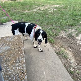 Pearl - English Springer Spaniel