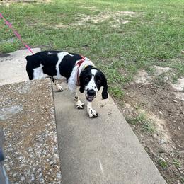 Pearl - English Springer Spaniel