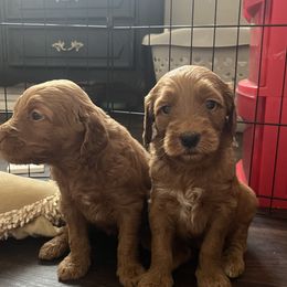 Goldendoodle Puppies from Joe and Dogs