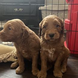 Goldendoodle Puppies from Joe and Dogs