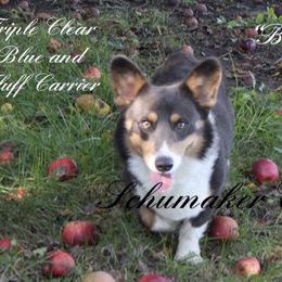Berry - Pembroke Welsh Corgi
