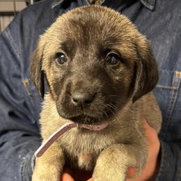 H.D Purple Girl - Fawn female Anatolian Shepherd Dog puppy in Frenchtown, Montana from Apex Anatolians
