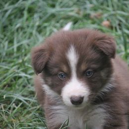 Border Collie, English Setter, and Miniature American Shepherd Puppies from First Harmony Farms