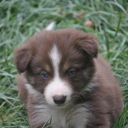 Border Collie, English Setter, and Miniature American Shepherd Puppies from First Harmony Farms