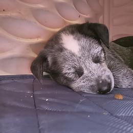 Cupid - Blue male Australian Cattle Dog puppy in Morton, Illinois from KT Ranch ACDs