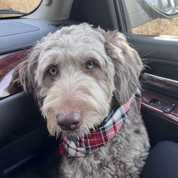 Rose - Aussiedoodle