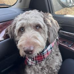 Rose - Aussiedoodle