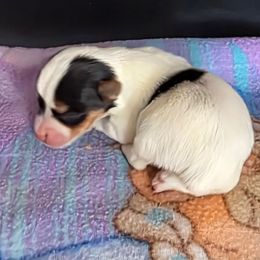 Girl 2 - Parti female Yorkshire Terrier puppy in White Pigeon, Michigan from Kathys Yorkie and Shih-tzu Cuties