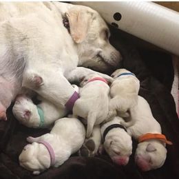 Labrador Retriever Puppies from Island branch white labs