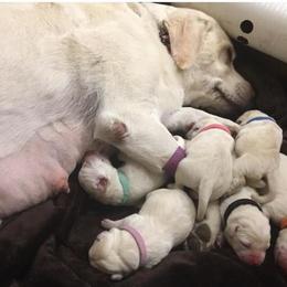 Labrador Retriever Puppies from Island branch white labs