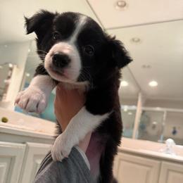 Bonnie (light pink collar) - Black and white female Border Collie puppy in Grapeview, Washington from Athena’s Collies