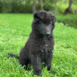 Reef (Red) - Black male Belgian Sheepdog puppy in Franklin, West Virginia from Wildmour K9