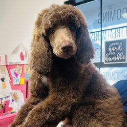 Vivian - Brown female Poodle puppy in Vilonia, Arkansas from Liberty Valley Poodles