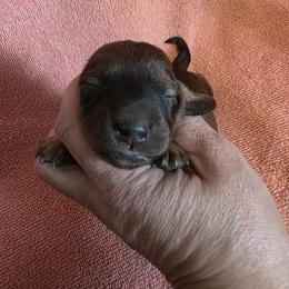 Kink - Shaded Red Boy - Red male Dachshund puppy in Pueblo, Colorado from HotDachs