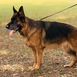 Xena - German Shepherd