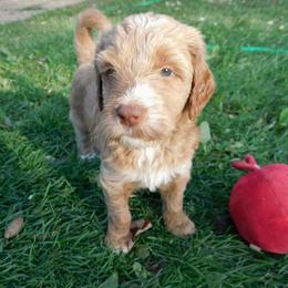 Labradoodle Puppies from North Country Kennel Club