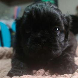 Puppy 1 - Black male Shih Tzu puppy in Belleville, Michigan from Patricia's Heavenly Earth Angels