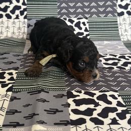 Barney - Tri-color male Cavapoo puppy in Sun City, Arizona from AZ Cavapoos