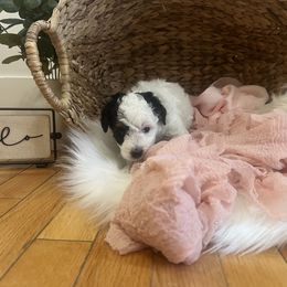 Bernedoodle Puppies from Timber Trail Bernedoodles RI