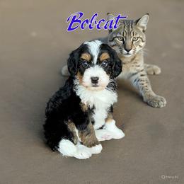 Bobcat - Tri-color male Bernedoodle puppy in Banner Elk, North Carolina from Walnut Tree Bernedoodles
