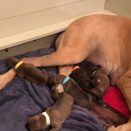 Great Dane Puppies from Daynakin Great Danes LLC