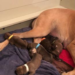 Great Dane Puppies from Daynakin Great Danes LLC
