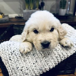Finn - Light golden male Golden Retriever puppy in Oconto, Wisconsin from Abbie's Golden Retrievers