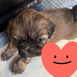 Treasure - Shih Tzu