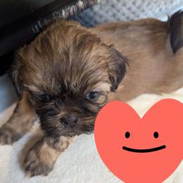 Treasure - Shih Tzu