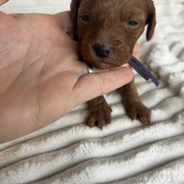 AKC Purple Collar - Red  female Poodle puppy in Powder Springs, Georgia from West Cobb Dogs