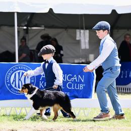 Diamond - Miniature American Shepherd