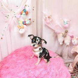Chihuahua Puppies from Petite Pups LLC