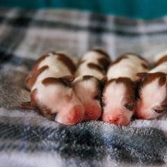 Nederlandse Kooikerhondje Puppies from Danube Kooikerhondjes