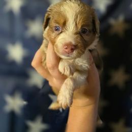 Cigarra - Red merle female Miniature Australian Shepherd puppy in Arlington, Texas from CopperHead Aussies
