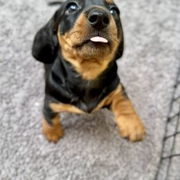 Dachshund Puppies from Sweet As Pie Doxies