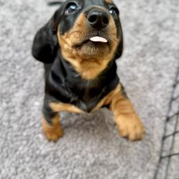 Dachshund Puppies from Sweet As Pie Doxies