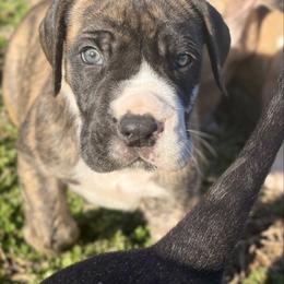 Scar - Harlequin male Great Dane puppy in Scottsburg, Virginia from Virginia Great Danes