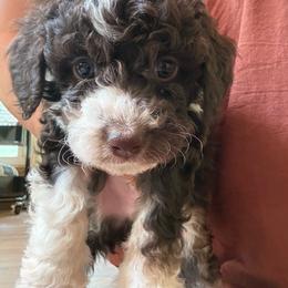 Dwayne (The Rock) - Brown and white male Aussiedoodle puppy in Chattanooga, Tennessee from Leafy Acre Mini Farm