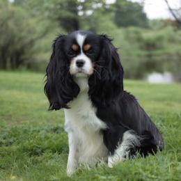 Amy - Cavalier King Charles Spaniel