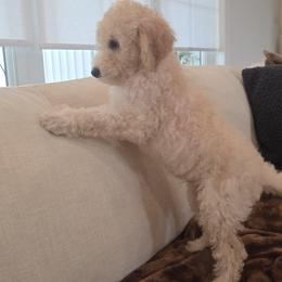 Charlie - Cream male Goldendoodle puppy in Wauseon, Ohio from Medium Labradoodles 🐾