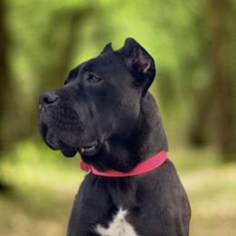 Sansa - Cane Corso