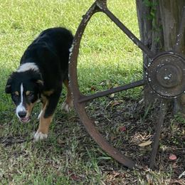 Donald - Australian Shepherd puppy from TK Kennels