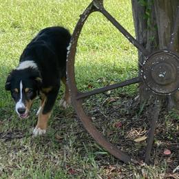 Donald - Australian Shepherd puppy from TK Kennels