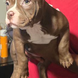 Honey - Brown female American Bully puppy in Tyler, Texas from Big Momma'z Monsta Bullies (BMMB)