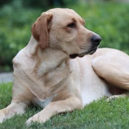 Labrador Retrievers from Maya's World Labradors with Love