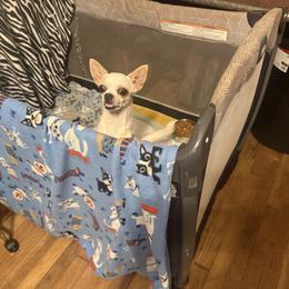 Laika - Chihuahua