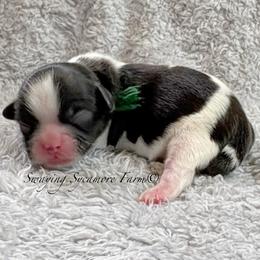 Black and White Male - SOLD - Black and white male Shih Tzu puppy in Crawfordsville, Indiana from Swaying Sycamore Farm