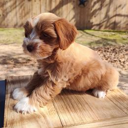 CeCe - Wheaten female Miniature Schnauzer puppy in Diana, Texas from Happy Pawz Schnauzers
