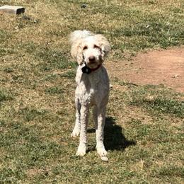 Franklin - Cream male Goldendoodle puppy in Greensboro, Georgia from B’s Doodles