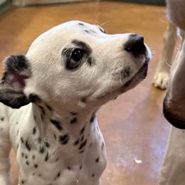Comet - White and black male Dalmatian puppy in Albuquerque, New Mexico from Storm & Blue's Dalmatian Pups